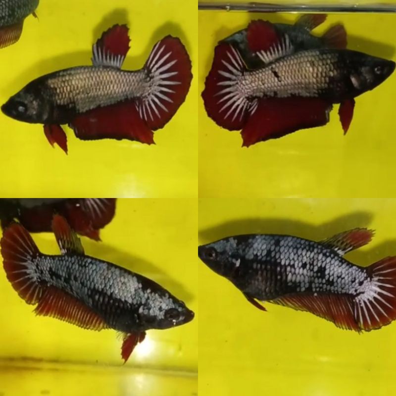 Sepasang Betta Avatar cooper Gold SULTAN