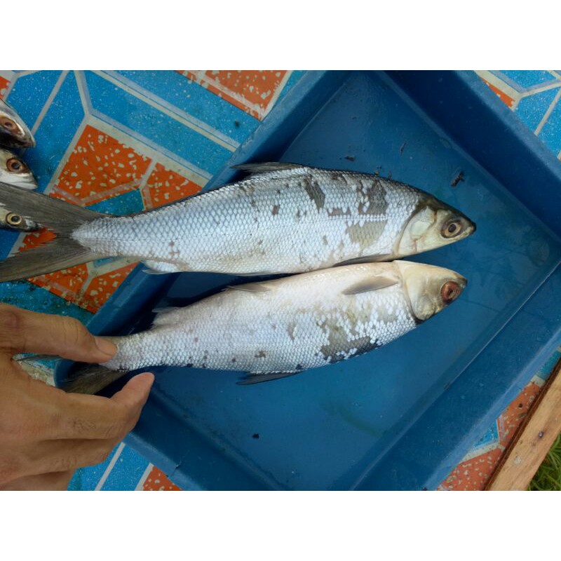 

Ikan Bandeng