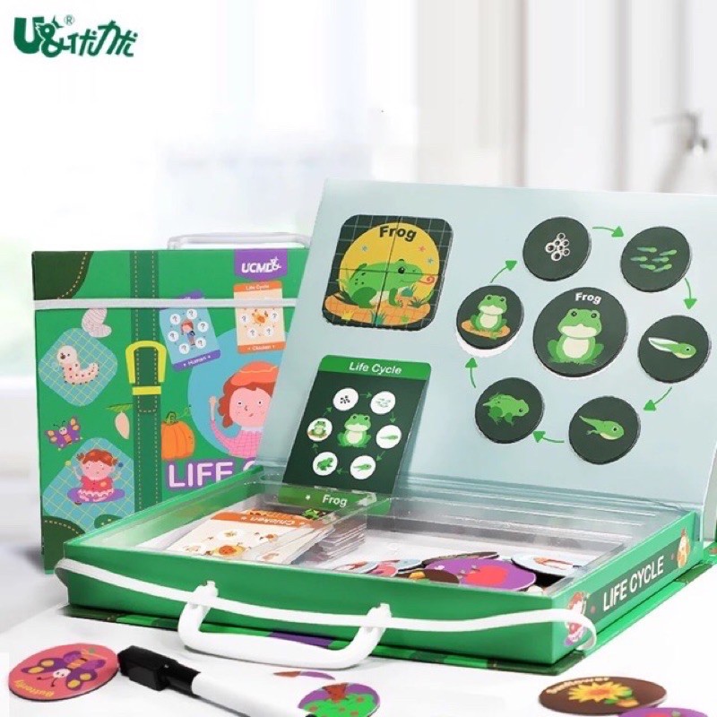 Ucmd Life cycle magnetic puzzle box - kado anak - hadiah anak - mainan edukasi anak