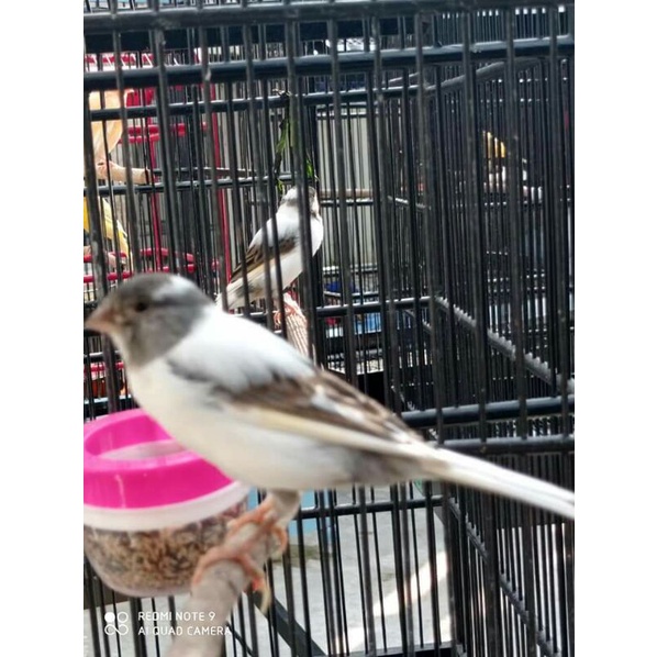 Burung Kenari F1 Jantan Panda Putih Starblue Kuning Oren Ijo Botol Bon