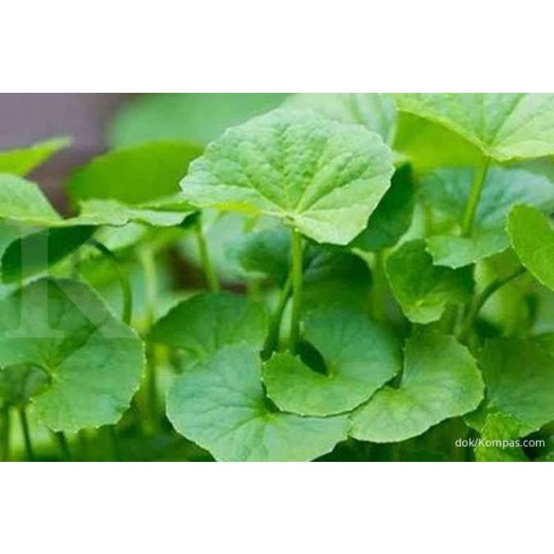 

Daun Pegagan/Daun Antanan Segar 500gram