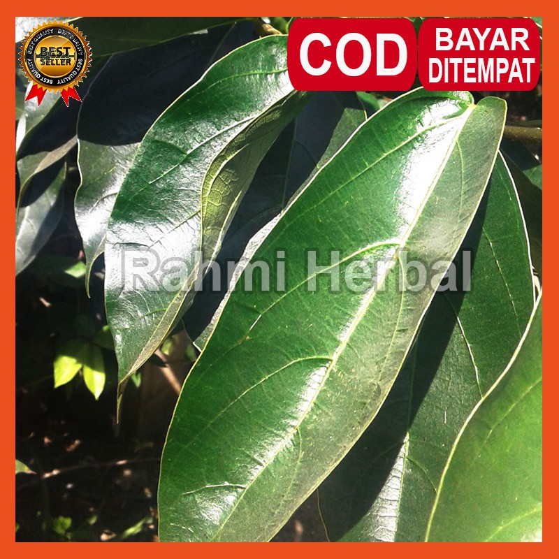 

Daun Cingcau Hijau, Daun Cingcau Segar, Cingcau Hijau