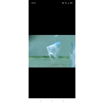 ikan manfish platinum