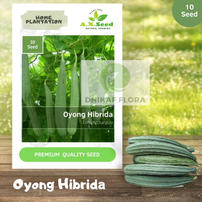 Benih Bibit Oyong Hibrida (AX Seed)