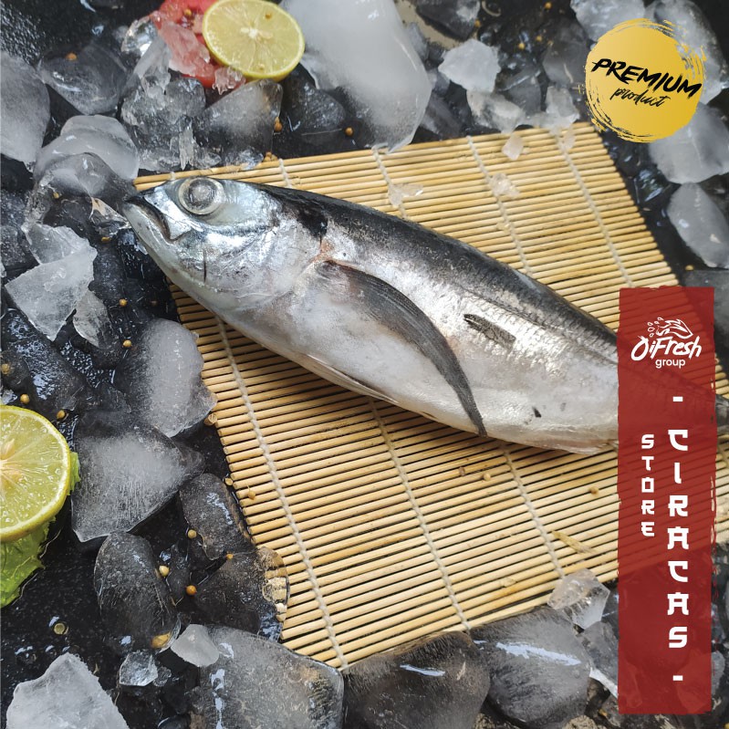Ikan Selar Tengkek PREMIUM LOKAL Segar dan Bergaransi / Pack-2