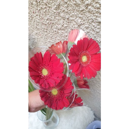 Image of Garbera Fresh Flower Bunga Potong Segar Tangerang Florist Supplier #0
