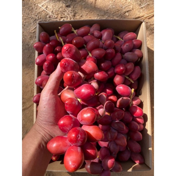 kurma muda promil