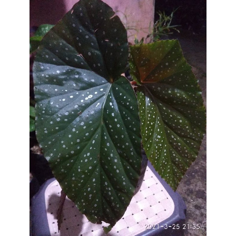 

begonia