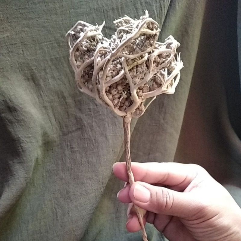 

rumput fatimah arab ukuran jumbo