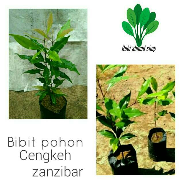 Bibit cengkeh zanzibar