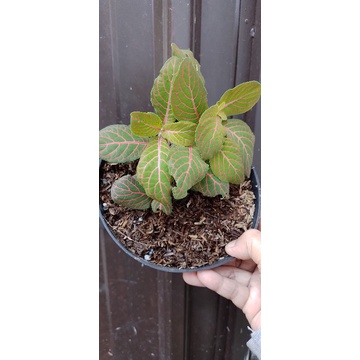 Fittonia kuning lemon