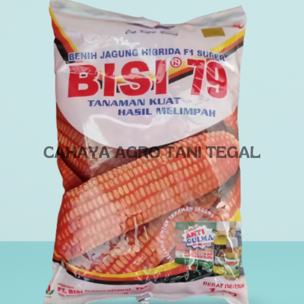 Benih Jagung BISI 79 Super Hibrida 1kg