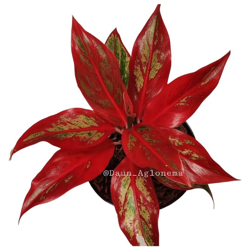 Tanaman Hias Aglonema Siam Aurora Mutasi / Tanaman Hias Lipstik Merah / Bunga Aglonema / Bunga Hidup