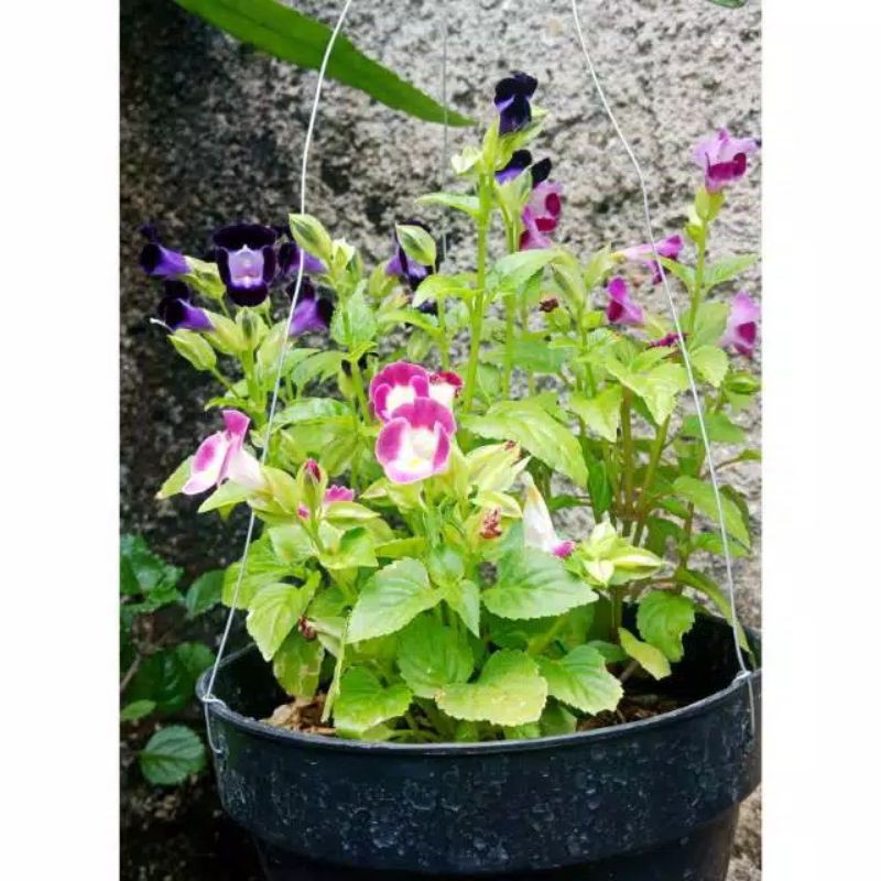 Tanaman Hias Petunia Pink Muda/Tanaman Bunga Gantung Petunia Pink Muda