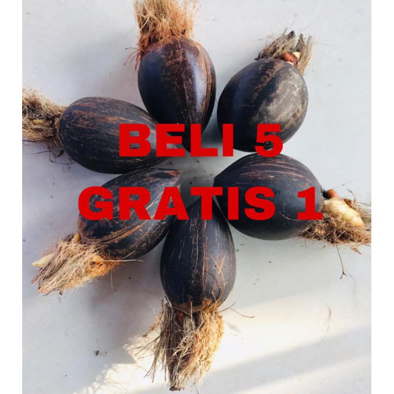 Bahan bonsai kelapa gading