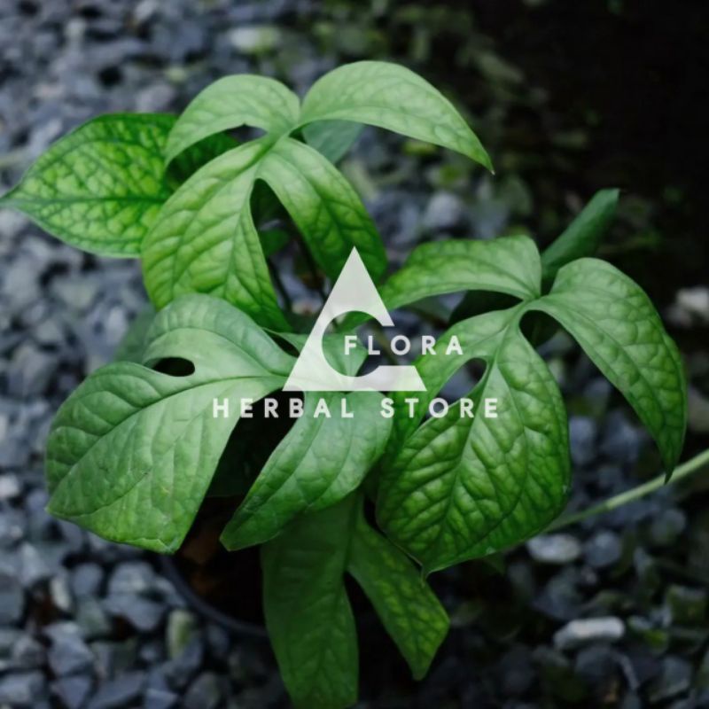 Monstera amydrium I tanaman hias monstera amydrium hiasan taman