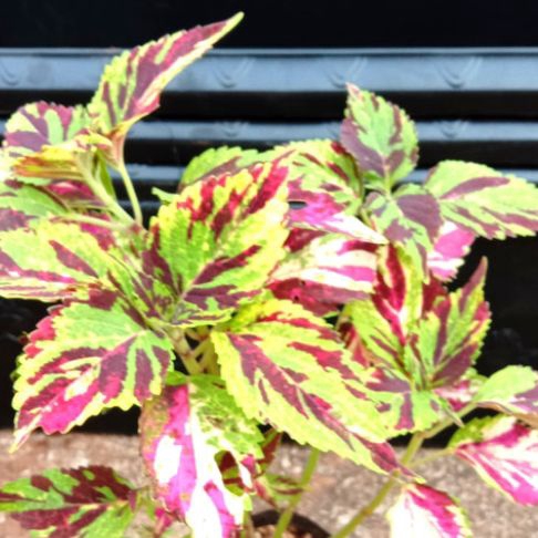 TANAMAN HIAS MIANA BATIK - TANAMAN HIAS HIDUP - BUNGA HIDUP - BUNGA HIAS