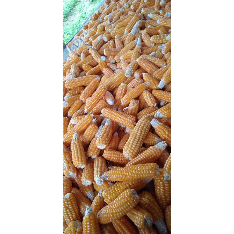 

Jagung Local Madura