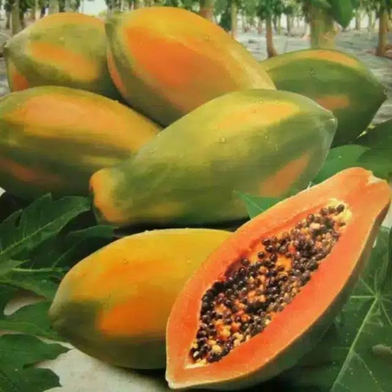 20 biji pepaya bangkok super