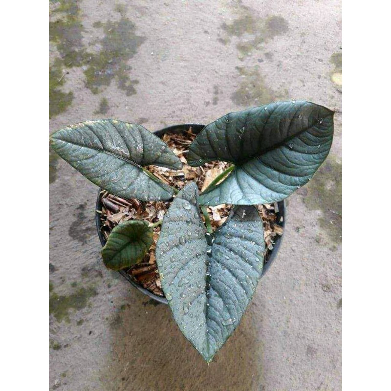 Alocasia Bisma