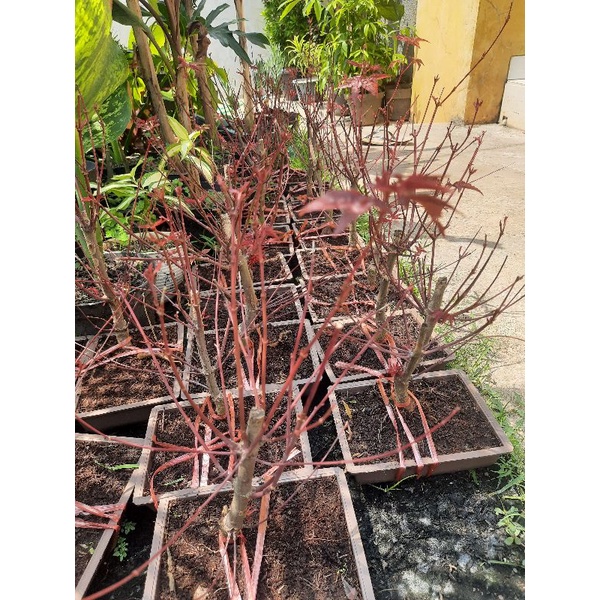 Pohon Maple Jepang asli