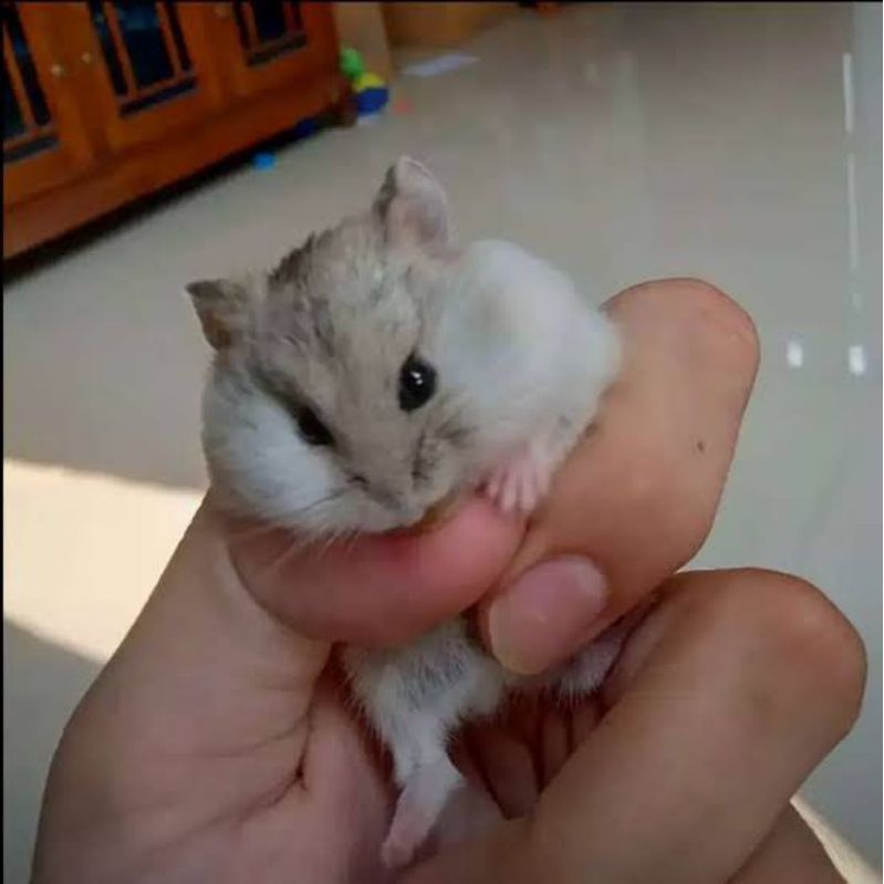 Hamster Campbell Kirim Seluruh INDONESIA Lucu Hamster