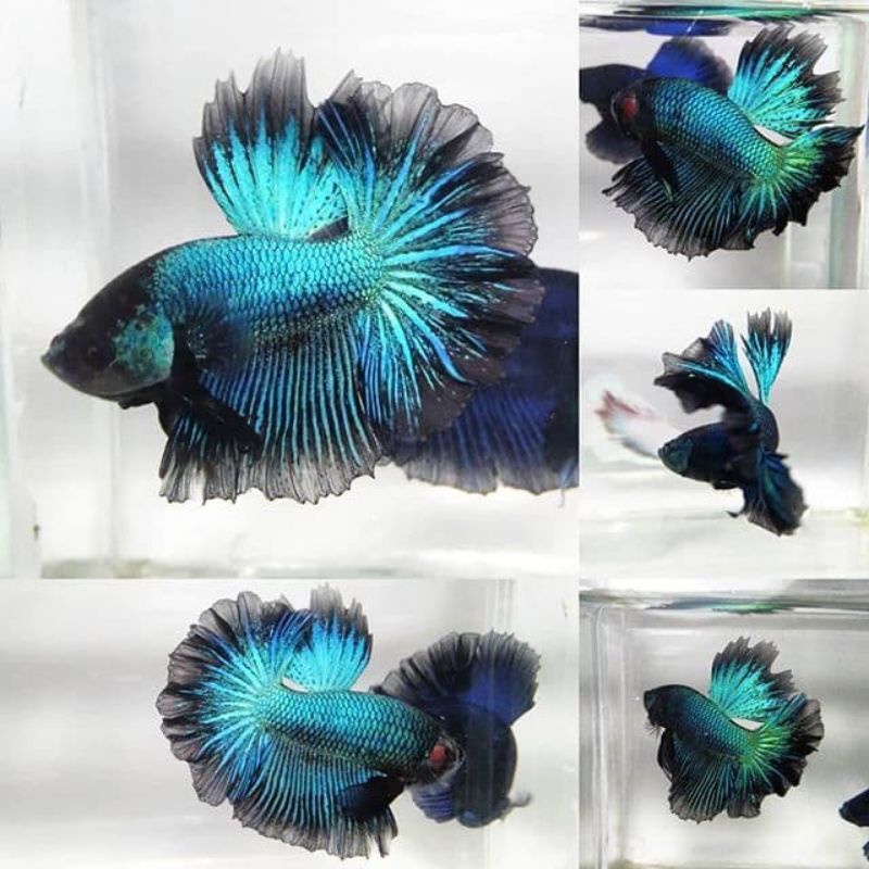 HALFMOON ROSETAIL HIJAU SOLID MURAH PAJANGAN HIASAN AQUARIUM OBAT PERAWATAN