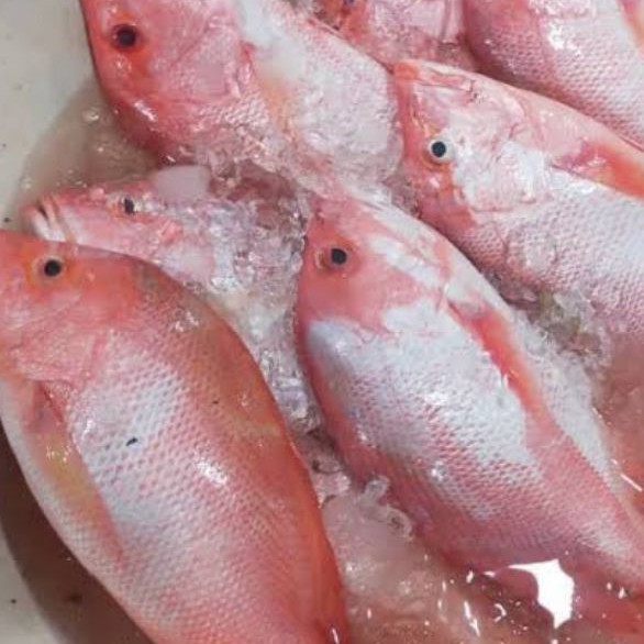 

Ikan Kakap Merah 1 Kg