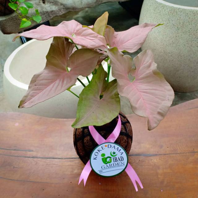  Tanaman  hias  gantung  KOKEDAMA Syngonium pink Shopee  