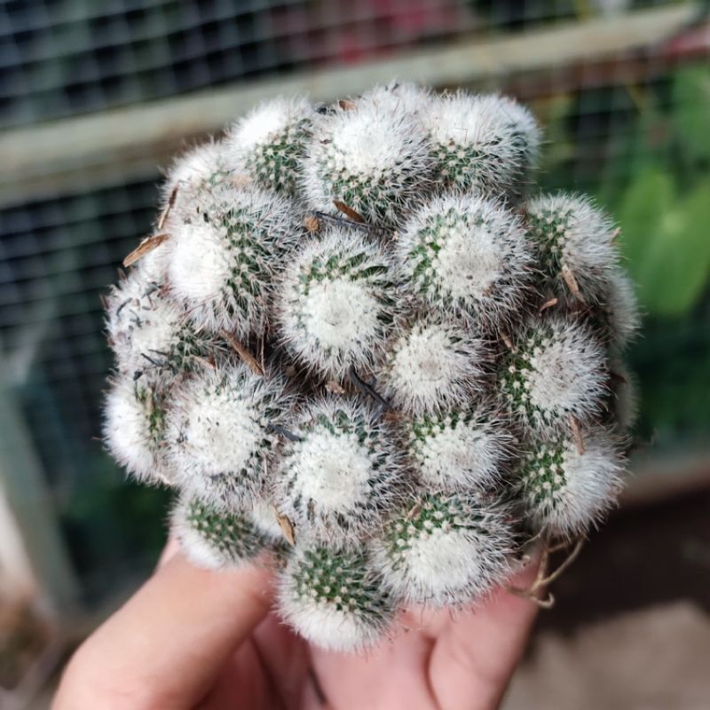 Kaktus Parodia Scopa Cluster Ownroot / Kaktus Scopa Ownroot Cluster