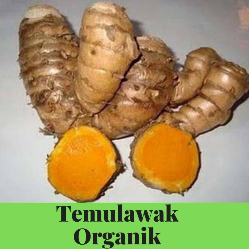 

JUAL TANAMAN HERBAL RIMPANG UMBI BONGGOL INDUKAN TEMULAWAK ORGANIK 1KG