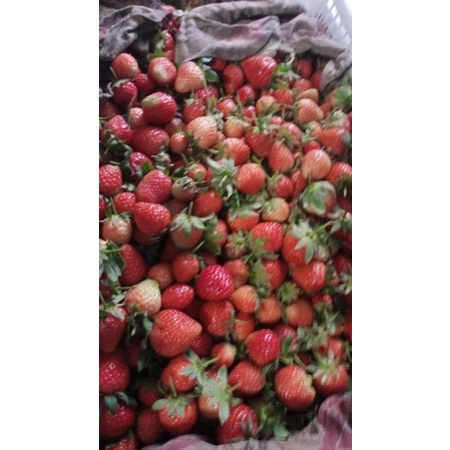 

stroberry fresh 250 gram