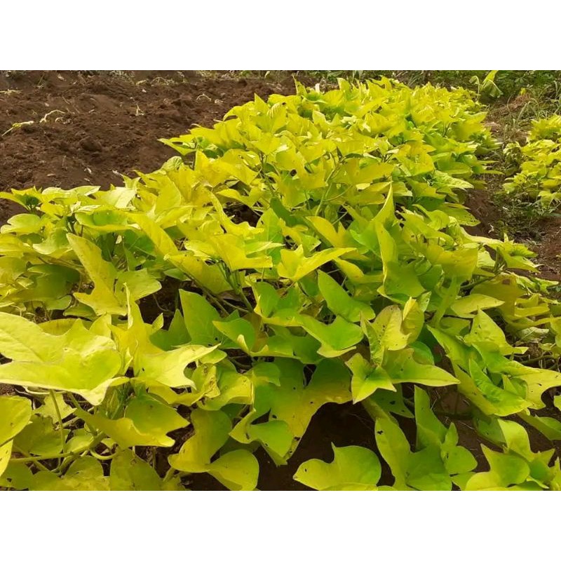 500 bibit ubi hias Singapura (ubi jepang hias, ubi andor) daun kuning