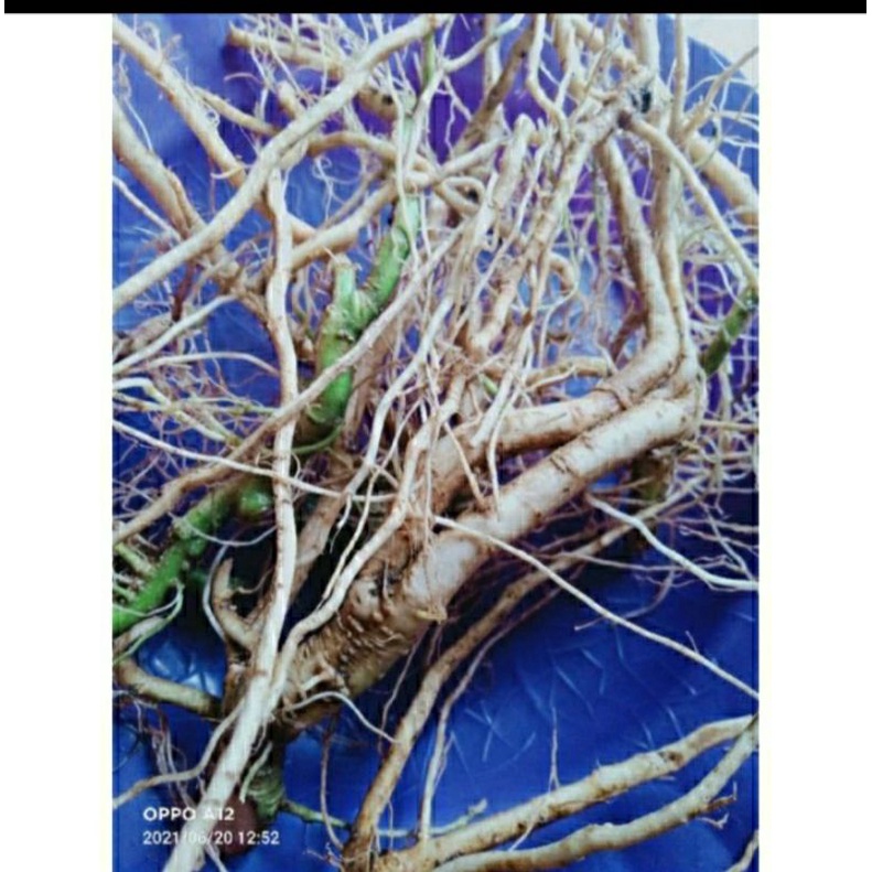 

akar cepokan atau takokak seger herbal 1 kg