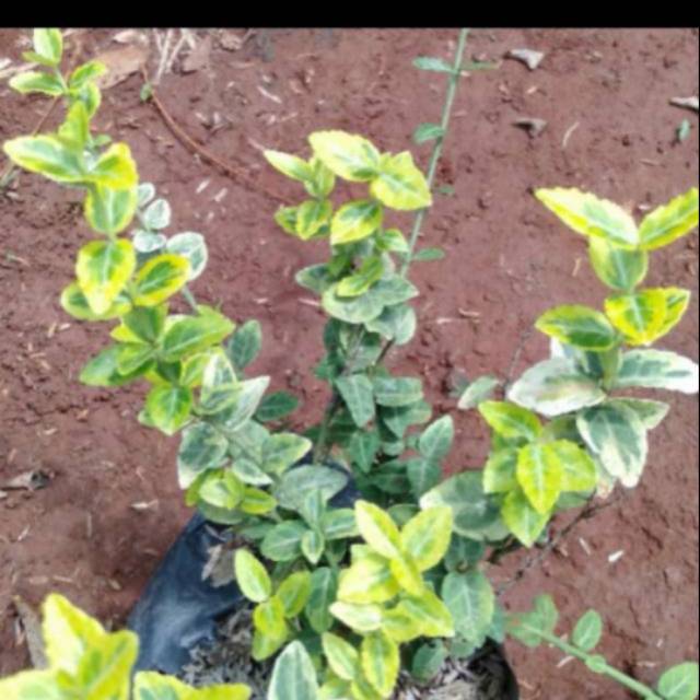 Tanaman hias rambat dolar mini varigata