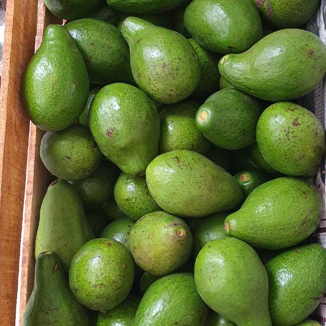 

Alpukat Mentega isi 4 - 5 per kg