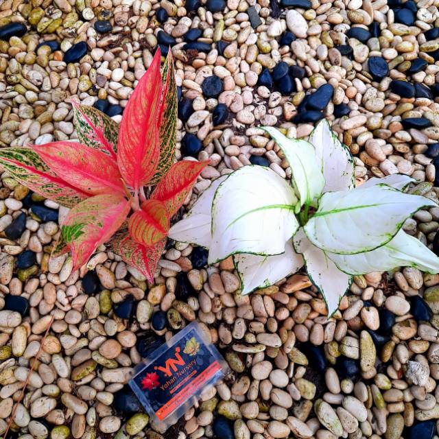 Tanaman hias bunga Aglaonema paket Flower 2