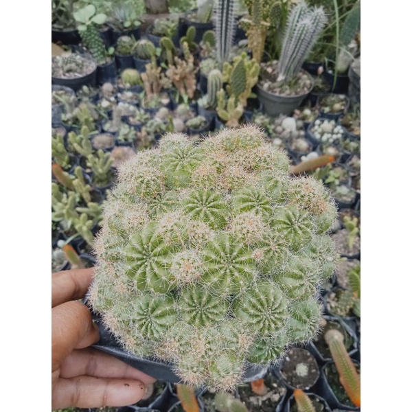 kaktus banyak anak indukan/kaktus Pasaman/kaktus murah/kaktus ownroot