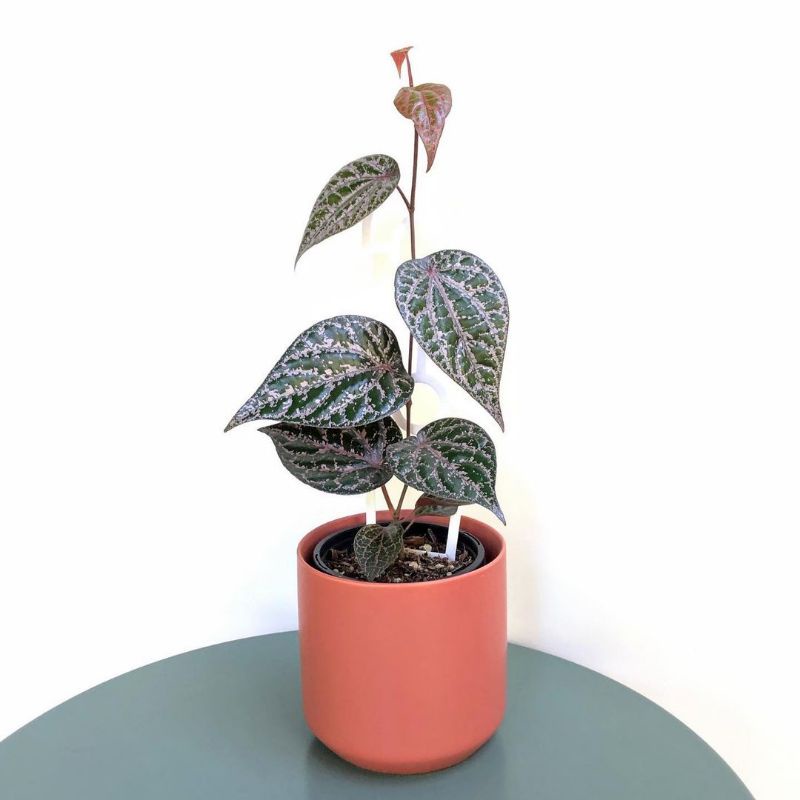 Tanaman bunga sirih merah / piper crocatum / piper ornatum