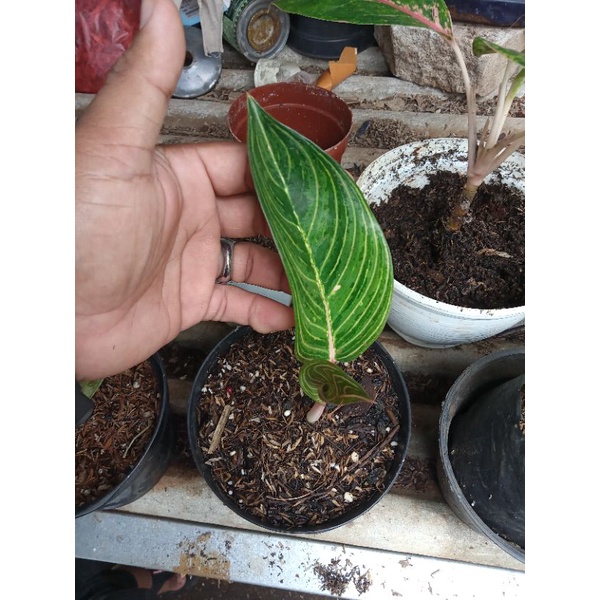 aglonema jt2000 daun dua