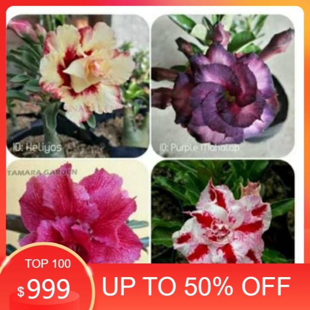 

Paket 4 Bibit Bunga Adenium Kamboja Jepang murah