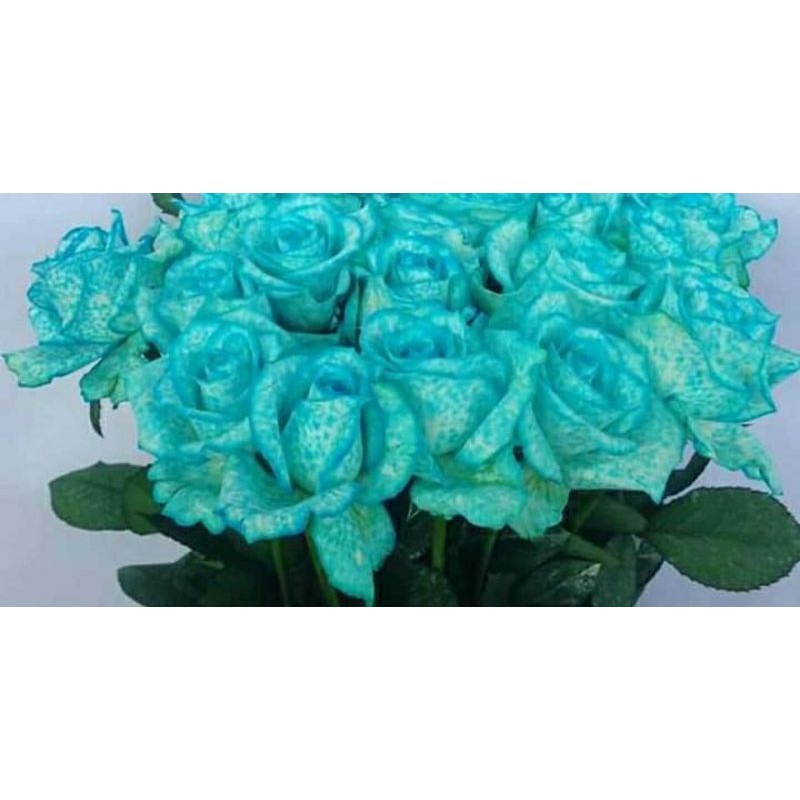 {BAYAR DITEMPAT} MAWAR IMPORT BLUE ROSE ISI 20 STEK, MAWAR POTONG KUALITAS SUPER GRADE A