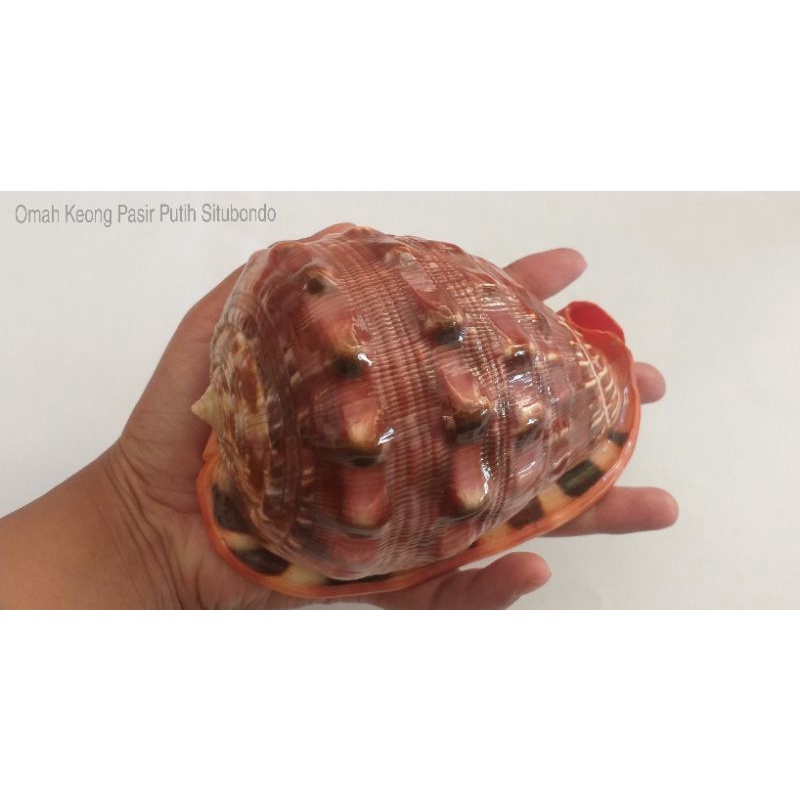 CANGKANG KERANG SERBUNG/ BIBIR MERAH BESAR KINCLONG GILAP UNTUK KOLEKSI DAN HIASAN