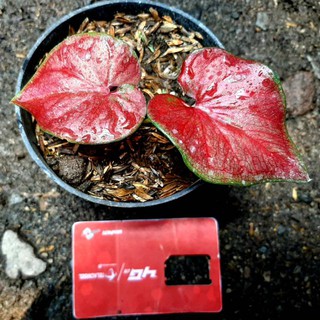 Produk Unggulan Bibit Tanaman Keladi Hias Pink Merah Calladium Bunga Caladium Shopee Indonesia