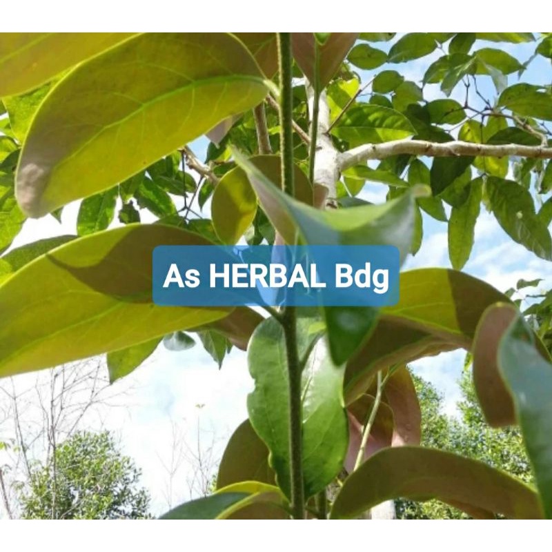 

Benalu jengkol segar hemat 500 gram fresh-az