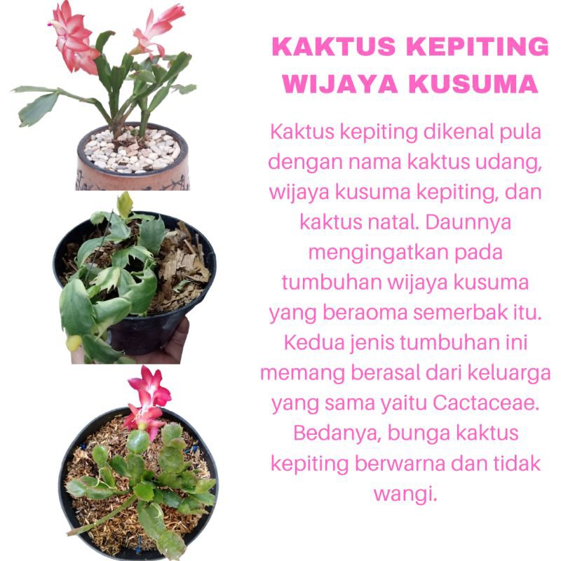 PROMO TANAMAN HIAS KAKTUS KEPITING WIJAYA KUSUMA KUALITAS SUPER WARNA RANDOM | COD