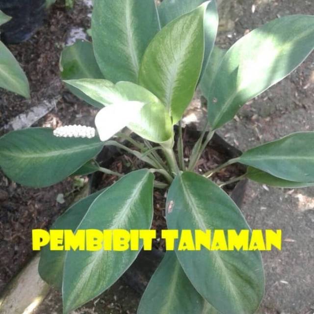 Tanaman Peace Lili Mini / Pohon Peace Lily