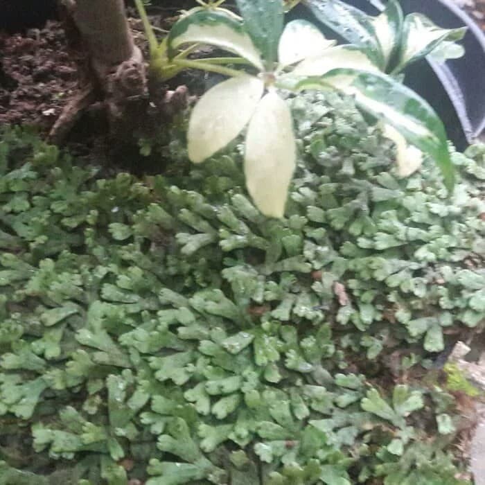 

Lumut hati 500 gram