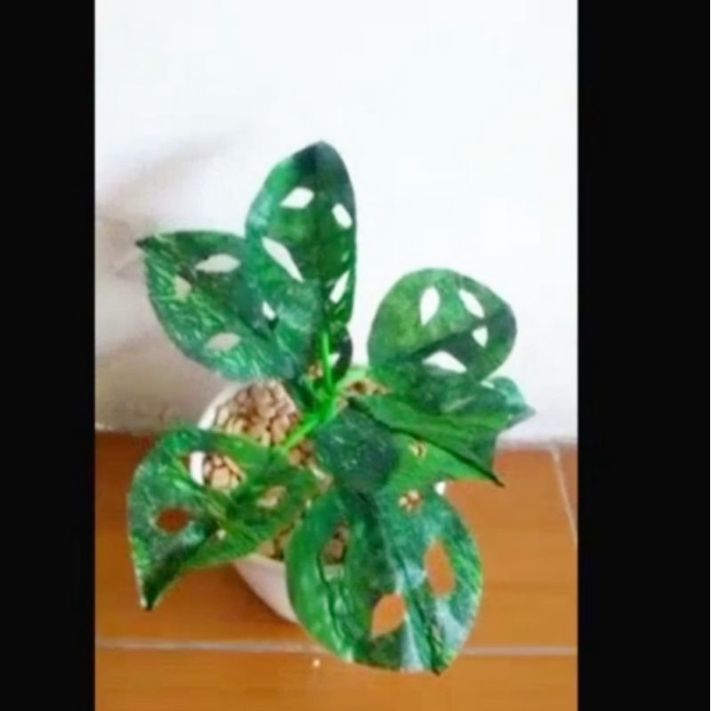 [Tanaman Hias dari Plastik Kresek] Bunga Kerajinan Tangan/Buatan Bunga Janda Bolong/Tanaman Monstera