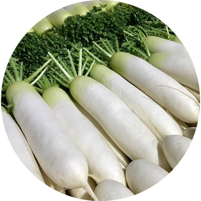 Jual Benih Bibit Biji Tanaman Sayur Wortel Lobak Putih Long Radish